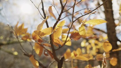 Wall Mural - Slow motion of autumn leaves on a branch in october