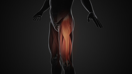 Wall Mural - Pain and injury in the Tensor Fasciae Latae Muscles