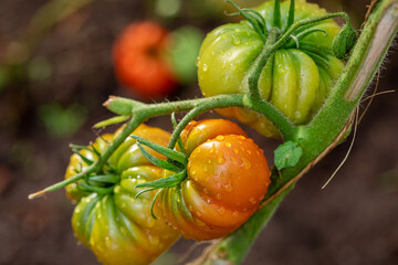 Wall Mural - Watering ripe tomatoes in a backyard greenhouse.