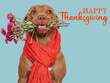 Happy Thanksgiving. Lovely brown puppy and congratulatory inscription. Closeup, indoors. Studio shot. Congratulations for family, relatives, loved ones, friends and colleagues. Pets care concept