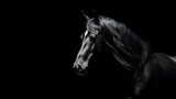 Fototapeta Konie - Close-up portrait of a horse on a black background.