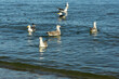 Seagulls swim on the water near the shore
