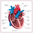 © Oleh - Human heart anatomy. Medical illustration. Educational poster.