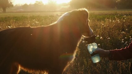 Wall Mural - Female owner gives dog a water in special bottle after a long walk in public park. Australian Shepherd drinks water at sunset in the rays of the setting sun in a field in summer or early autumn