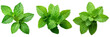 Fresh mint leaves PNG
