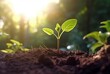 © LivroomStudio - young plant growing in garden with sunlight. generative ai