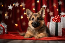 German Shepherd Puppy Dog On Christmas Lying Between Presents