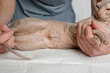 Young cat sphynx with scar after surgery lying in veterinarian. Vet and animal concept