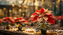 Poinsettias Waiting To Be Purchased, Nursery, Plant, Christmas, Presents, Christmas Spirit, Santa Clauss, Familiy, Tree,