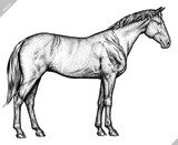 Fototapeta  - Vintage engraving isolated horse set illustration ink sketch. Wild equine background nag mustang animal silhouette art. Black and white hand drawn vector image