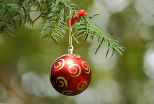 Single Red Christmas Bauble Hanging On An European Yew Tree In The Nature.