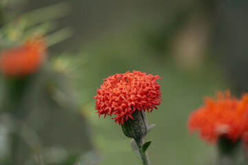 Wall Mural - Small orange caviats Emilli scarlet
