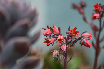 Wall Mural - Little pink flowers in autumn