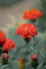 Wall Mural - Small orange caviats Emilli scarlet