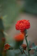 Wall Mural - Small orange caviats Emilli scarlet