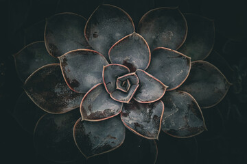 Wall Mural - Pink and purple botanical succulent