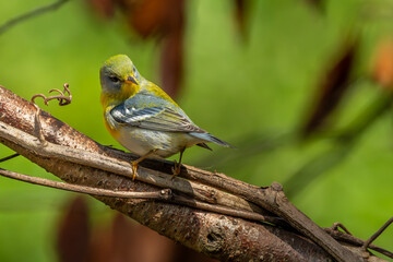 Wall Mural - Northern Parula