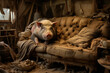 View of messy home living room with a pig lying on sofa