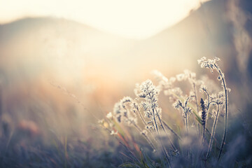 Wall Mural - Autumn grass in the mountains at sunset. Beautiful autumn nature background