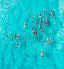 Canvas Print - Portrait view of a pod of dolphin view from above