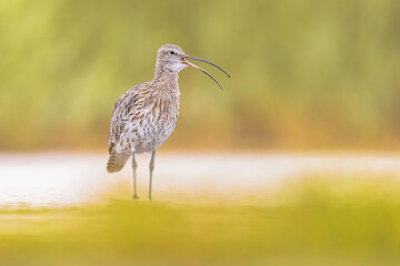 Poster - Eurasian curlew wading in tidal marsh waddensea