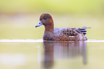 Wall Mural - European Wigeon in eclipse plumage swimming