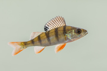 Canvas Print - European perch swimming in pond