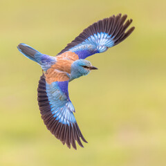 Canvas Print - European roller in flight on bright background