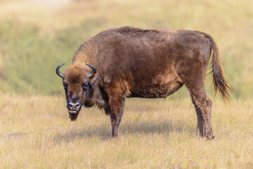 wisent or european bison one animal
