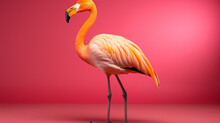 Pink Flamingo In Yellow Background UHD Wallpaper Stock Photographic Image