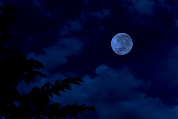Wall Mural - full moon on sky in the night.