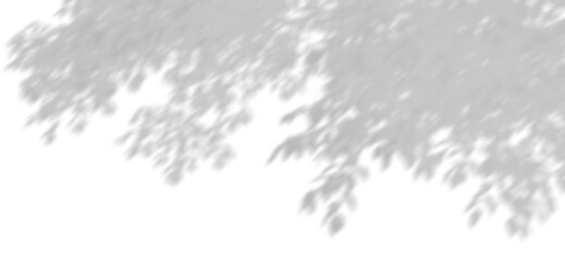 Wall Mural - shade of tree branches move transparent backgrounds 3d rendering png