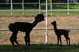 Fototapeta  - Alpaca and her baby are standing on meadow and looking each other