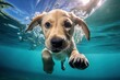 A golden Labrador retriever puppy in an outdoor pool