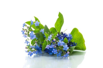 Canvas Print - small blue forget-me-not flowers on white background