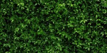 photo of green leaves spreading evenly across the fence. generative AI