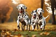 Cute funny dalmatian dogs group running and playing on green grass in park in autum