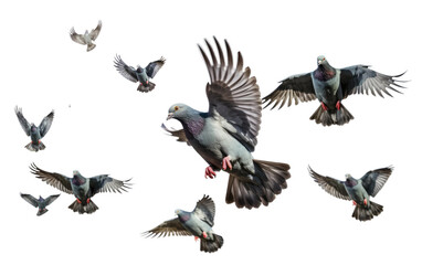  Flying Pigeons Birds in Motion Smoke and Flight on a Clear Surface or PNG Transparent Background.