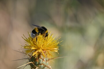 bee on a yellow flower