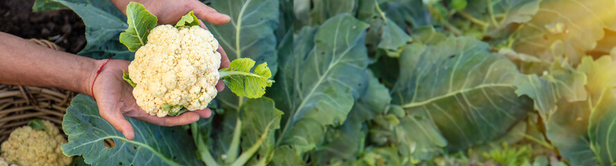 Wall Mural - Cauliflower harvest in the garden. Selective focus.