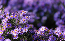 New England Aster Flowers. Blue Cushion Asters Bloom In Garden. Autumn Background With Blue Asters Flowers. 
