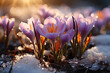 Springtime crocus blossoms on a snowy ground