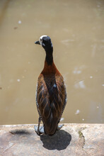 White-faced Whistling Duck In Madagascar