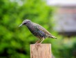 canvas print picture - Starling Perched on a Log
