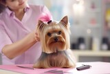 Dog gets hair cut at Pet Spa Grooming Salon. Closeup of Dog. the dog has a haircut. comb the hair. pink background. groomer concept.