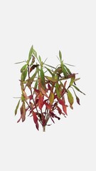 Wall Mural - Time lapse of drying red-green Rhododendron leaves isolated on white background, vertical orientation