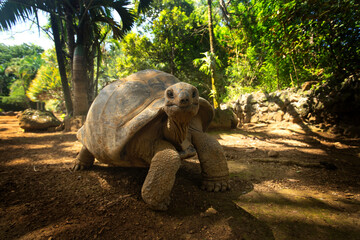 Aldabra giant tortoise is walking in the La Vanille nature park. Huge ground turtle is resting during hot day. Mauritius reptile.