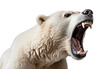 Polar Bear Roaring in the Wild rac on a Clear Surface or PNG Transparent Background.