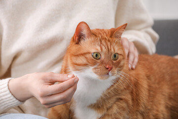 Wall Mural - Woman giving vitamin pill to cute cat, closeup