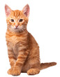 Kot, PNG, zdjęcie bez tła, rudy kot, rudy kociak 